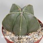 Astrophytum myriostigma  v. nudum      (Samen)