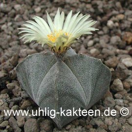 Astrophytum myriostigma  subvar. quadricostata      (Semillas)