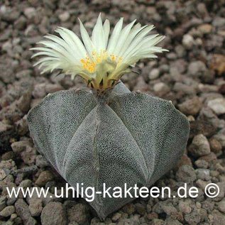 Astrophytum myriostigma  subvar. quadricostata      (Graines)