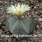 Astrophytum myriostigma  subvar. quadricostata      (Seeds)