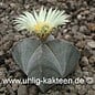 Astrophytum myriostigma  subvar. quadricostata      (Seme)