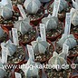 Astrophytum myriostigma cv. Onzuka  (Seeds)