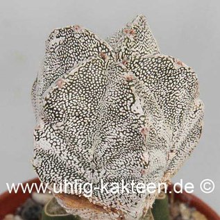 Astrophytum myriostigma cv. Onzuka  (Seme)