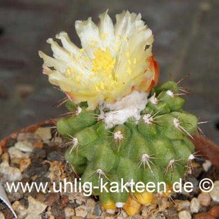 Copiapoa esmeraldana   (Semillas)