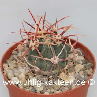 Echinocactus parryi        (Semillas)