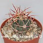 Echinocactus parryi        (Graines)