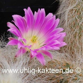 Echinocereus delaetii        (Graines)