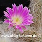 Echinocereus delaetii        (Samen)