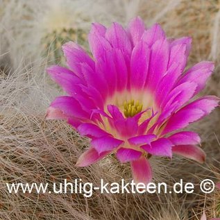 Echinocereus delaetii        (Graines)