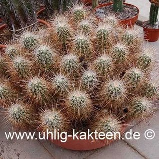 Echinocereus stramineus   (Graines)