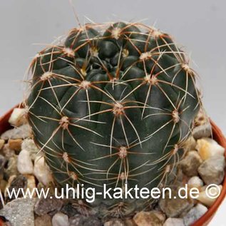 Gymnocalycium andreae WK 108 v. longispinum      (Seeds)