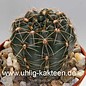 Gymnocalycium andreae WK 108 v. longispinum      (Graines)