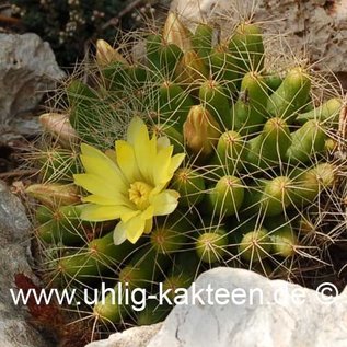 Mammillaria longimamma   (Graines)