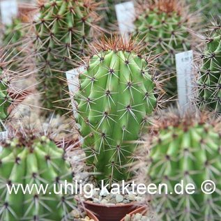 Marshallocereus thurberi   (Graines)