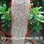 Oreocereus trollii        (Semillas)