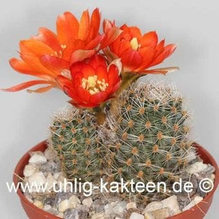 Rebutia christinae WR 492a  Tarija     (Samen)