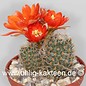 Rebutia christinae WR 492a  Tarija     (Graines)