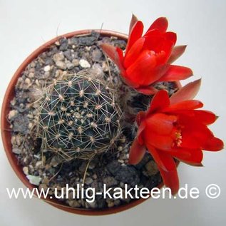 Rebutia euanthema WR 700 a v. andina Humahuaca, Jujuy     (Seme)