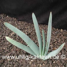 Aloe plicatilis        (Samen)