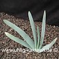 Aloe plicatilis        (Seme)