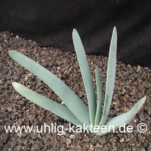 10 Graines Aloe Plicatilis (Éventail) - Aloe Arbustif Résistant - Plante Méditerranéenne