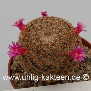 Mammillaria huitzilopochtli        (Samen)