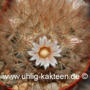 Mammillaria pennispinosa        (Samen)