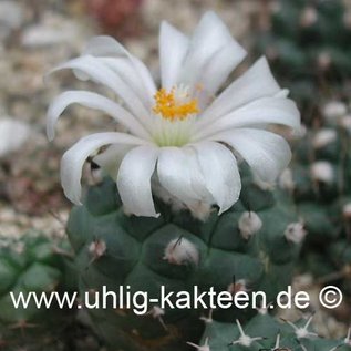 Turbinicarpus lophophoroides  # (Seeds)