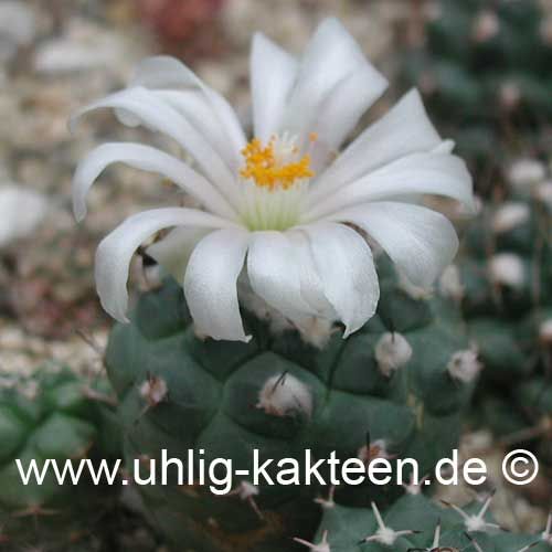 Turbinicarpus lophophoroides (Samen) (CITES) Uhlig Kakteen Über