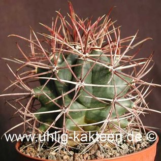 Ferocactus acanthodes   Ojos Negros, Baja California     (Seme)