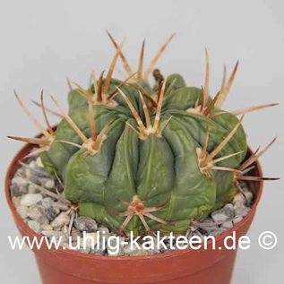 Ferofossulocactus F2-Hybride LEIBNITZ        (Seeds)