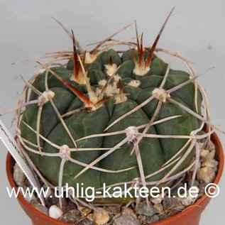 Gymnocalycium spegazzinii   (Samen)