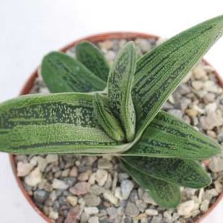 Gasteria-Hybr. Little Warty