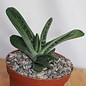 Gasteria-Hybr. Little Warty