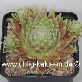 Sempervivum Martin I       (dw)