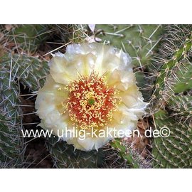 Opuntia polyacantha cv. Chrystal Tide/Richter      (dw)