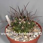 Thelocactus garciae  Eyido, General Filipe Angeles 243/84