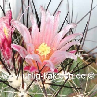 Thelocactus garciae  Eyido, General Filipe Angeles 243/84