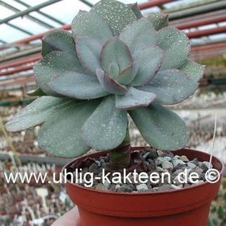 Echeveria gigantea