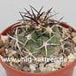 Copiapoa vallenarensis  WK 947