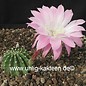 Echinopsis-Hybr. Colibri  Rheingold 285