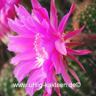 Echinopsis-Hybr. Maria Piazza Schick Hybride