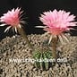 Echinopsis-Hybr. Passo CM 32 Portugal