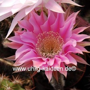 Echinopsis-Hybr. Passo CM 32 Portugal