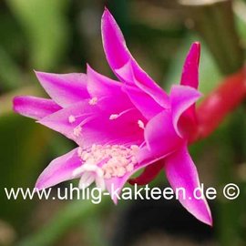 Epiphyllum-Hybr. Clair Paetz