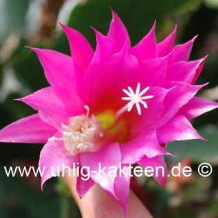 Epiphyllum-Hybr. Cleopatra Paetz