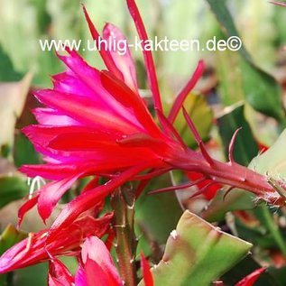 Epiphyllum-Hybr. Elisabeth Paetz