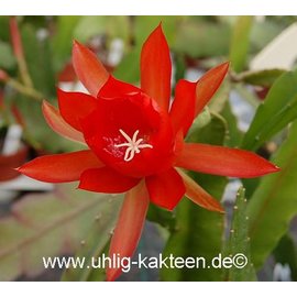 Epiphyllum-Hybr. Lilli Paetz