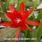 Epiphyllum-Hybr. Lilli Paetz
