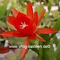 Epiphyllum-Hybr. Lilli Paetz